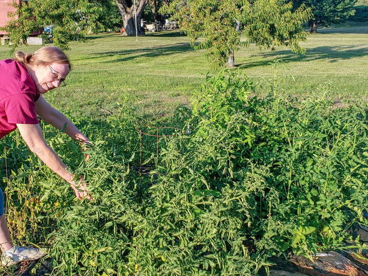 huge tomato plants in large garden