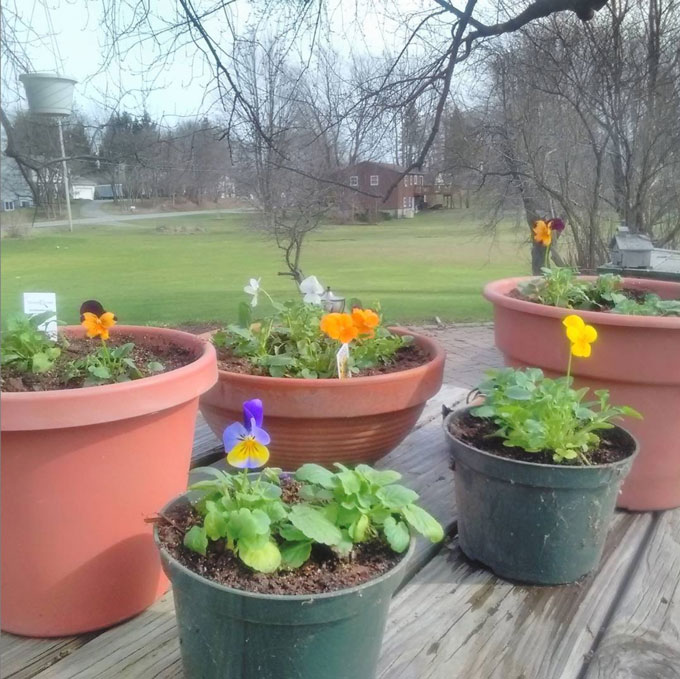 small pansies in pots on wooden board