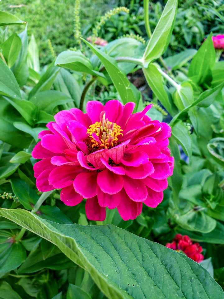 zinnia flower in large garden