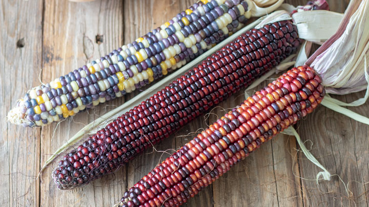 Indian corn on barnwood.