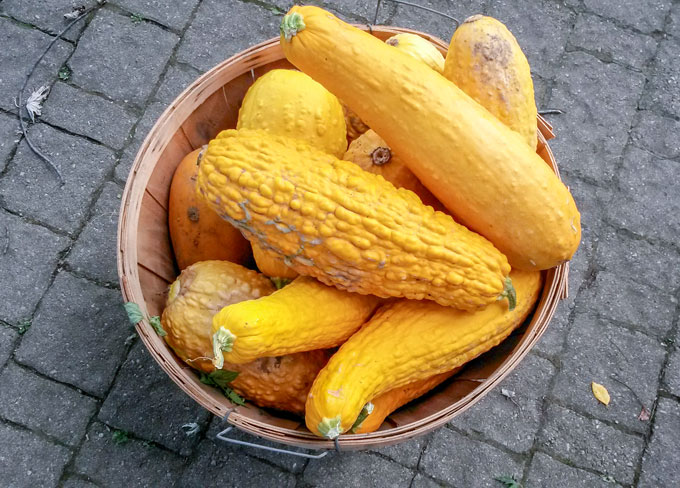 basket of huge yellow squash