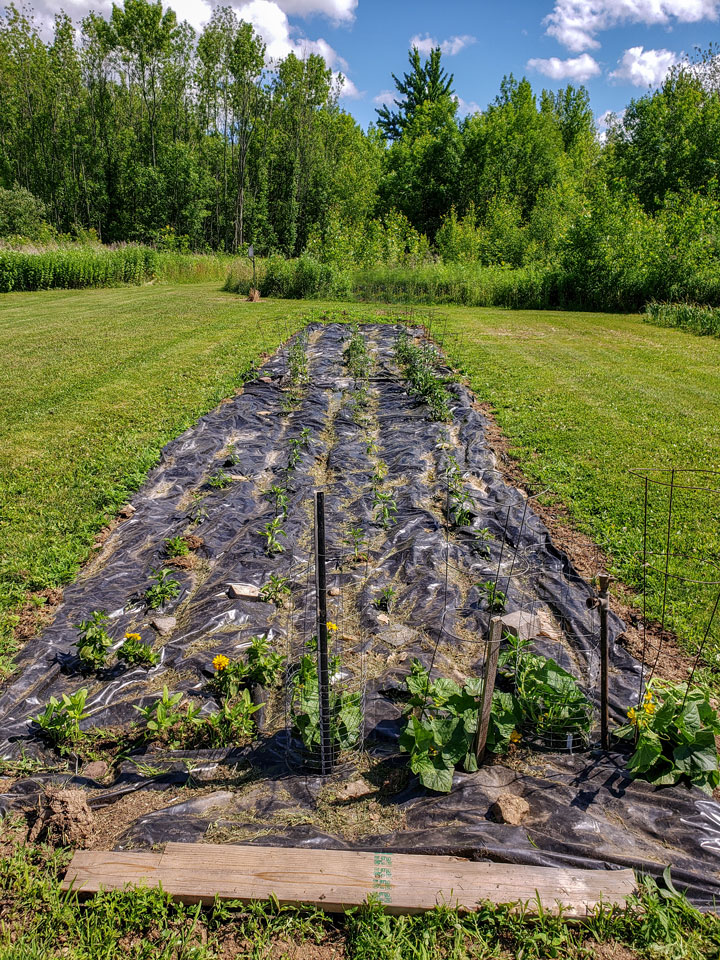 planted garden on June 30.