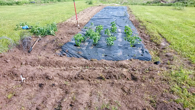 large garden partially planted