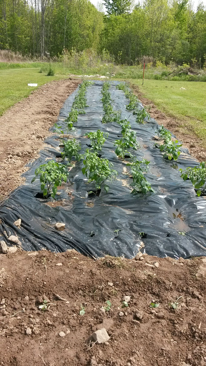 Large garden planted with vegetables