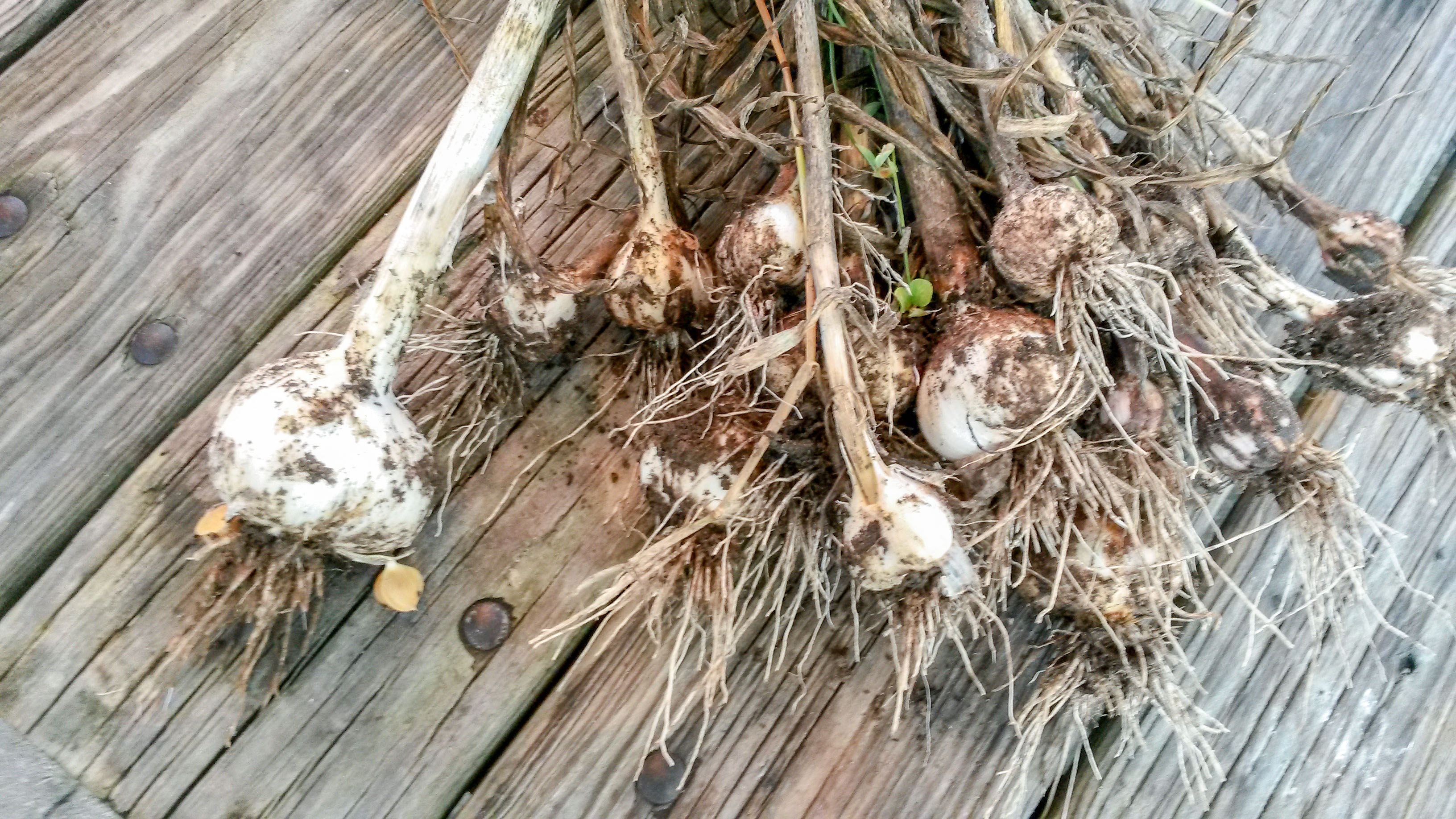 freshly picked garlic on wooden table