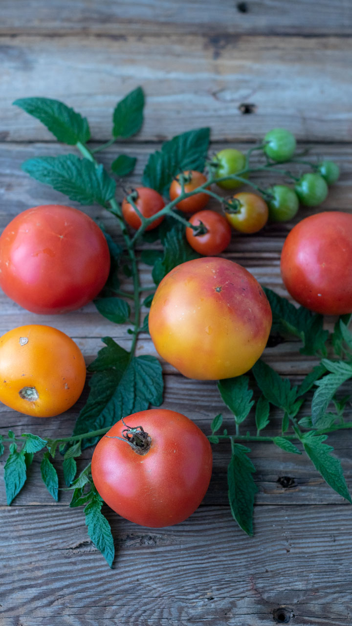colorful tomatoes