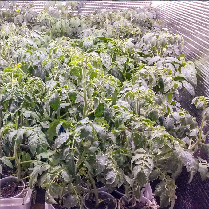 large seedlings under growing light