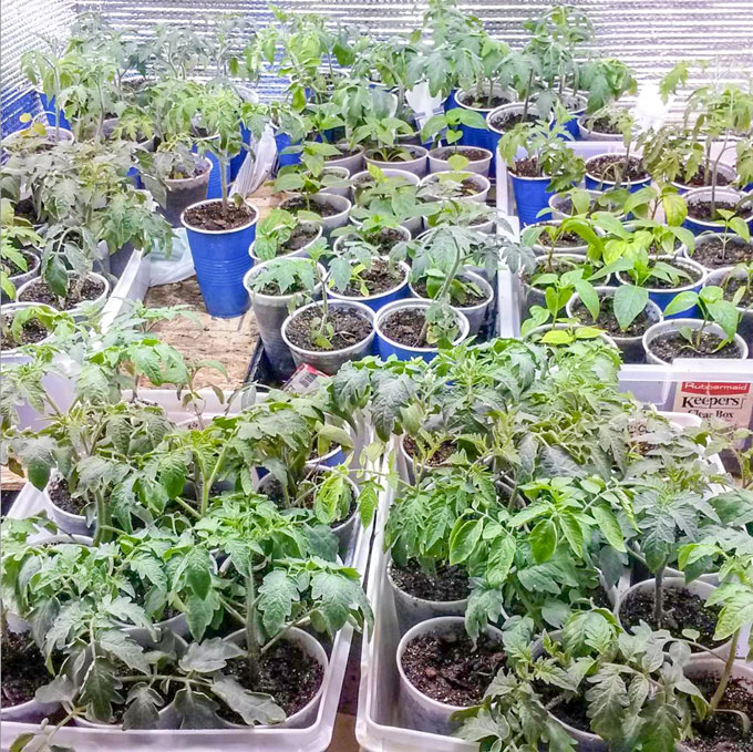 small seedlings under indoor growing light