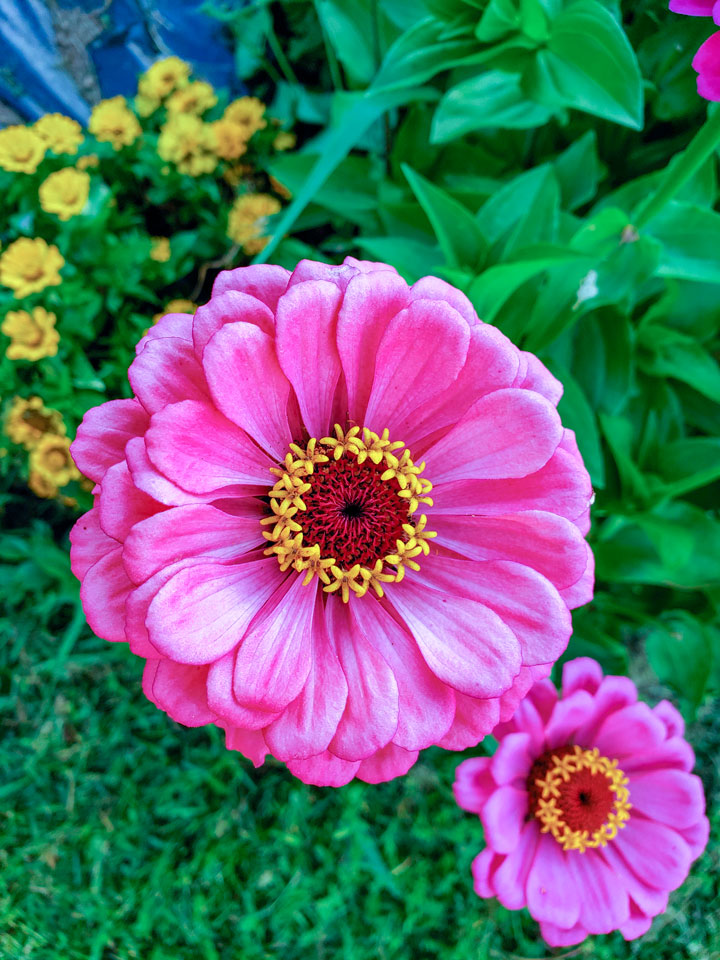 Colorful zinnia flower in the garden.