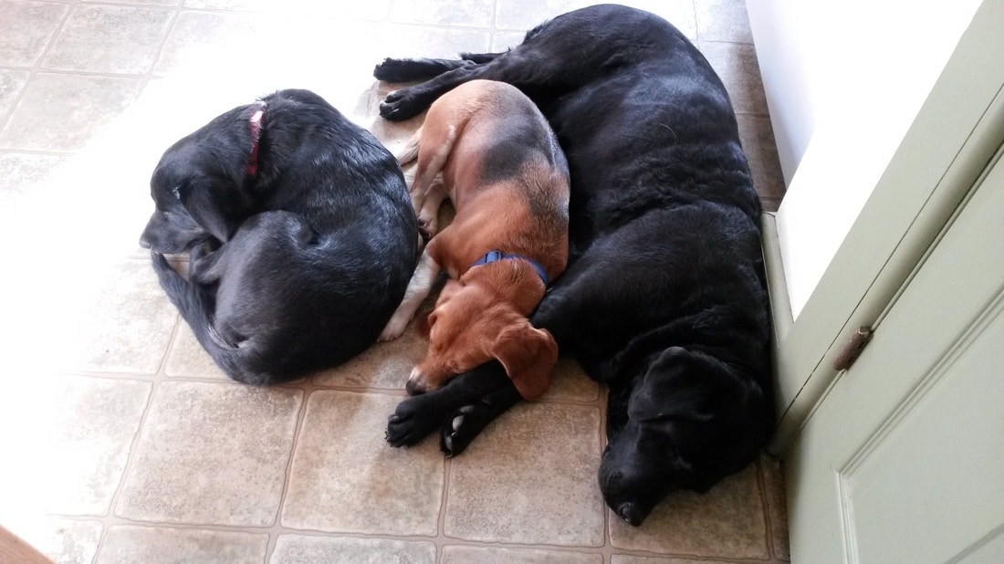 3 dogs, including beagle laying in the sun.