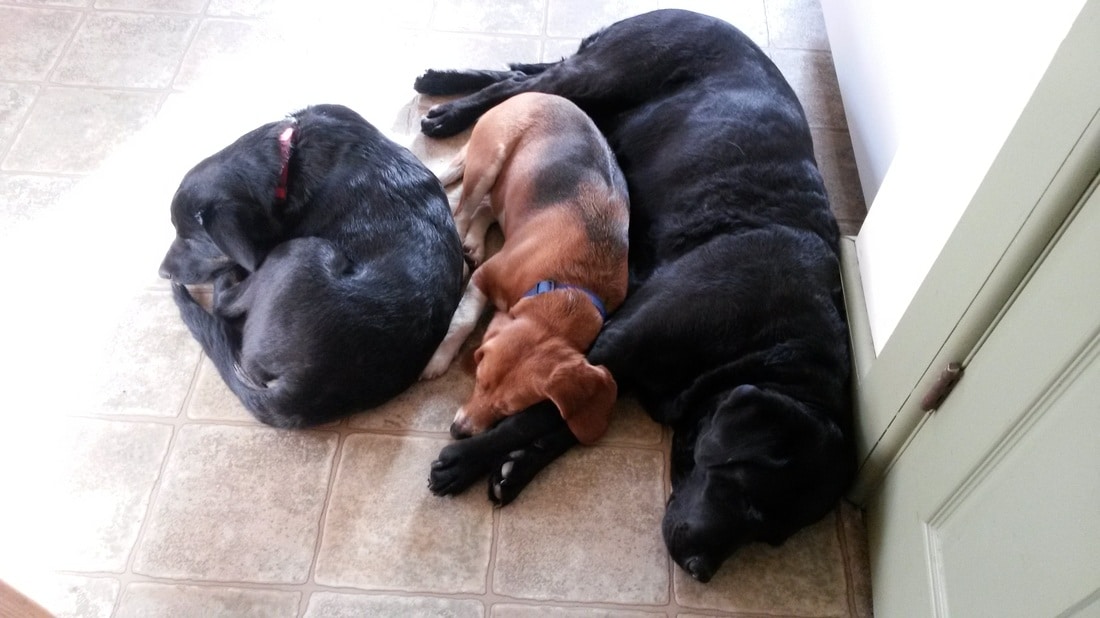 Photo of 2 Labradors and beagle lying in sun.