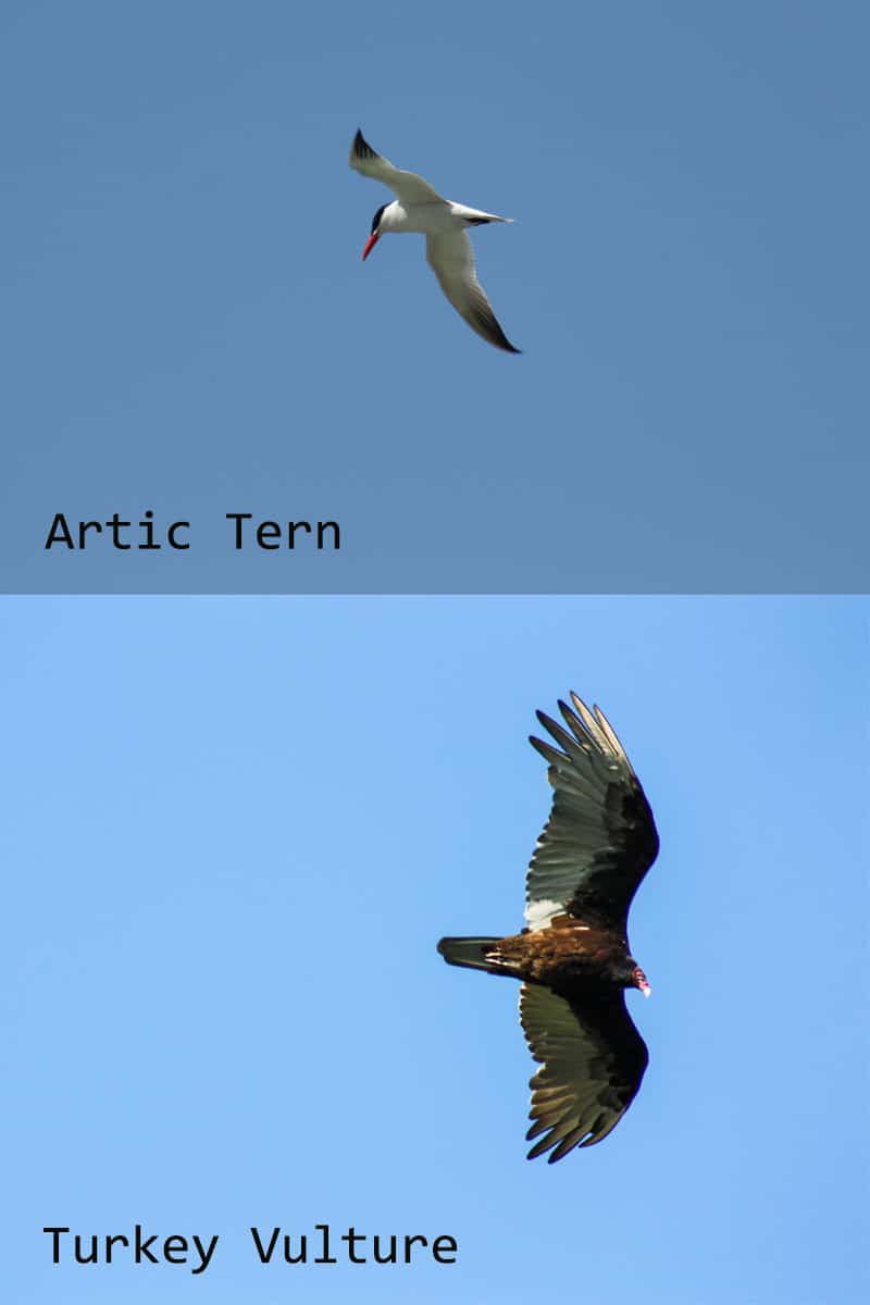photographs of local birds to Lake Ontario