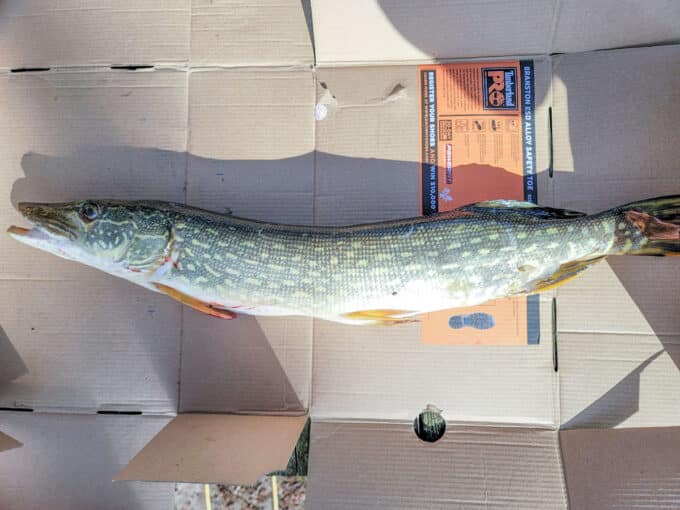Northern pike fish on cardboard.