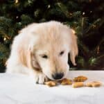 Golden retriever puppy eating dog treats
