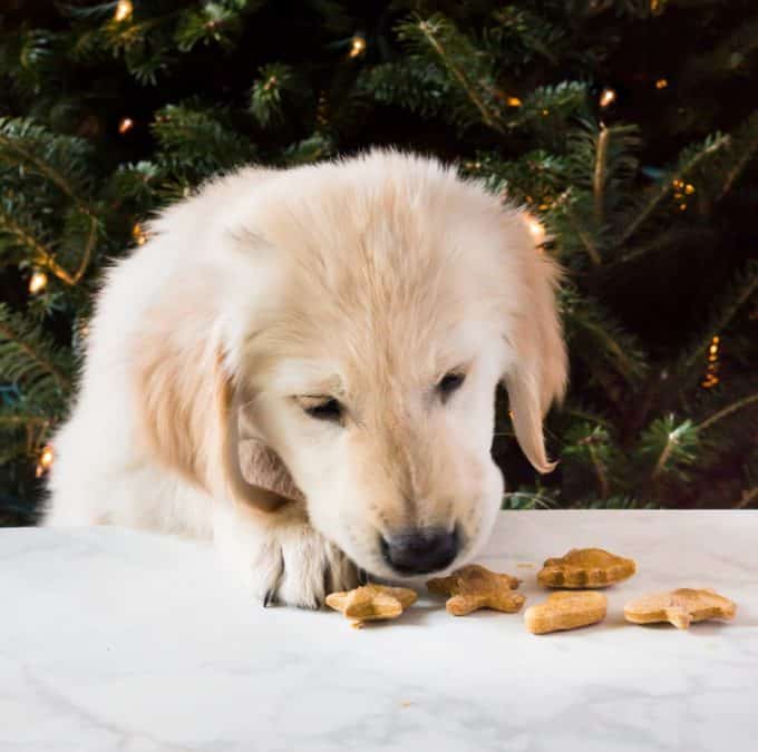 Golden retriever puppy eating dog treats