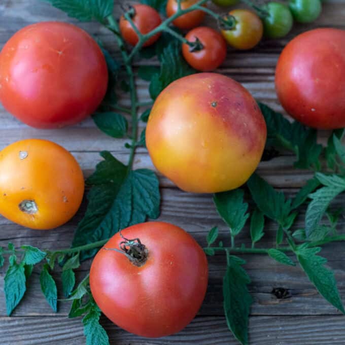 Close up of colorful tomatoes, with leaves on barnwood board.