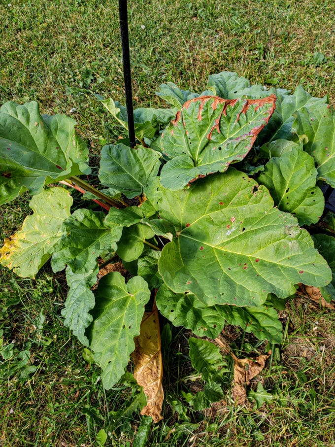 Rhubarb plant growing in grass.