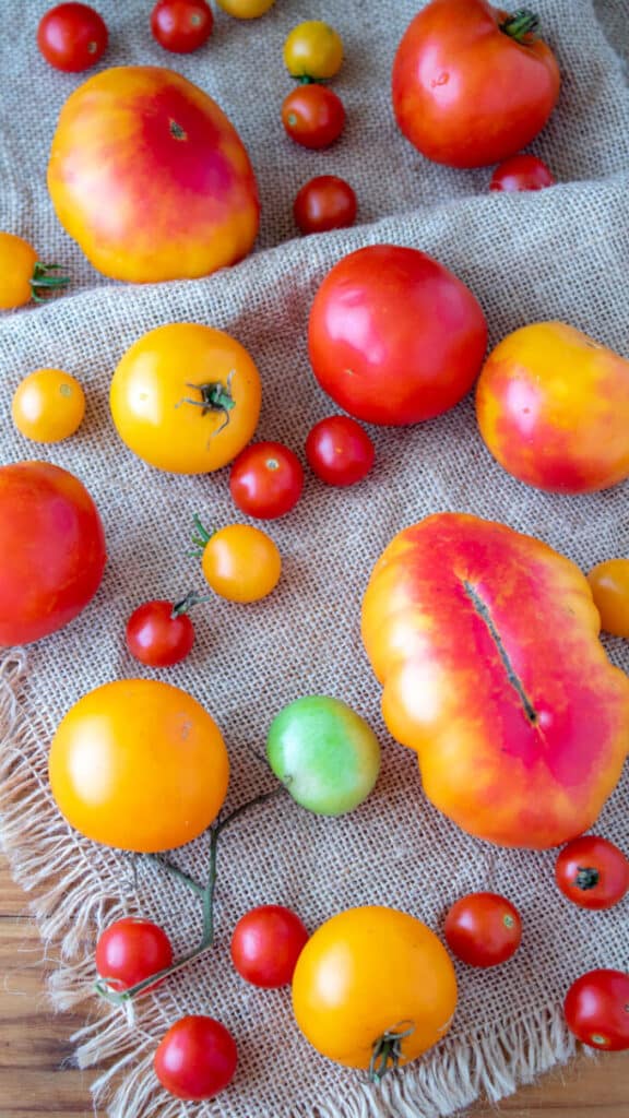 Various sized and colored fresh tomatoes on a piece of burlap.