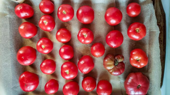 Whole tomatoes before freezing on parchment lined baking sheet.