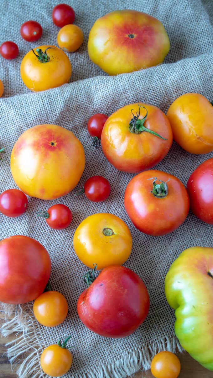 Colorful tomatoes on bulap