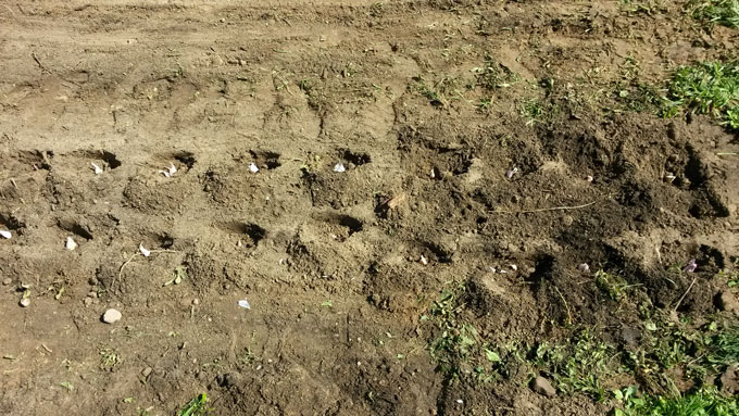 Planting garlic bulbs in garden.