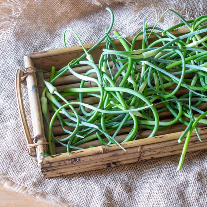 Fresh garlic scapes in bamboo basket.