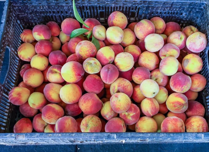 basket of fresh peaches.