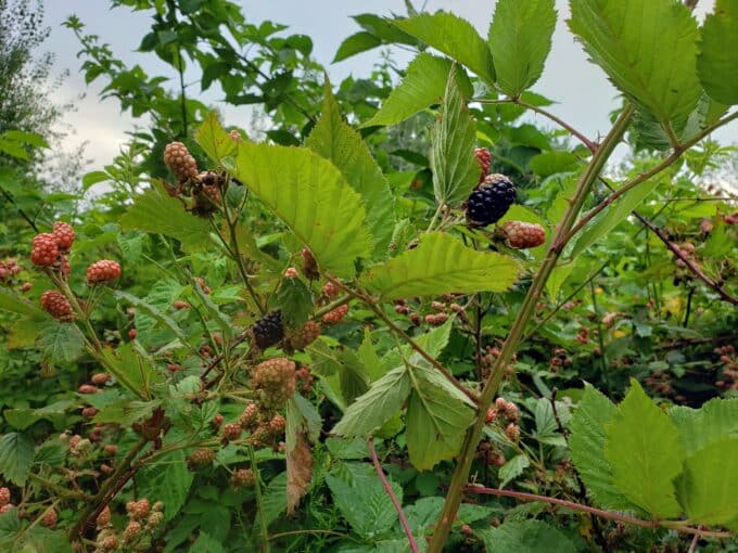 Wild blackberry plants with ripe and unripe berries.