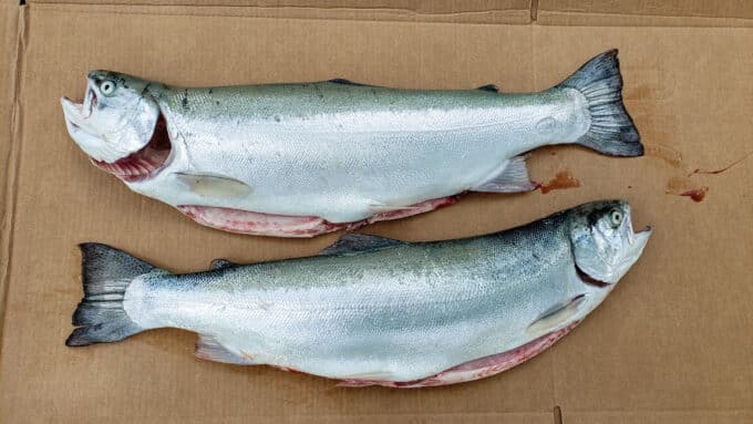 Whole Steelhead on board.