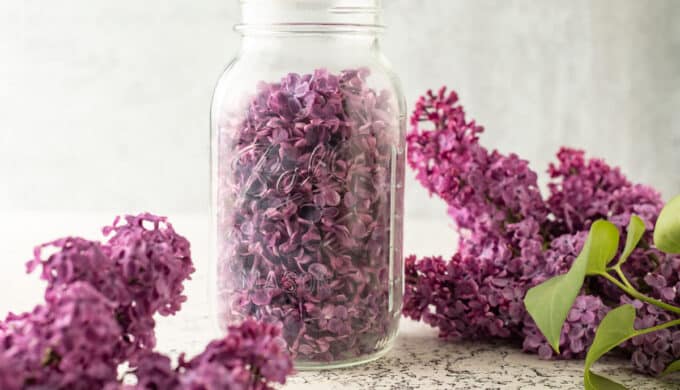 Lilac blossoms in quart jar.