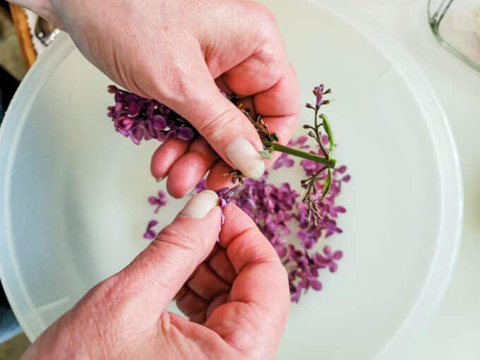 Removing petals from lilac flowers.