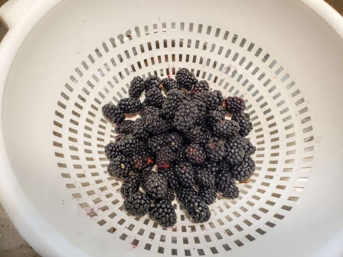 Blackberries in a white colander.