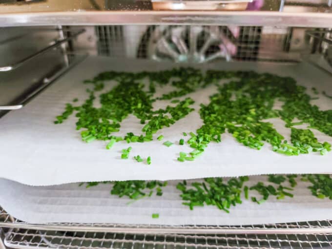 Chives on trays in dehydrator.