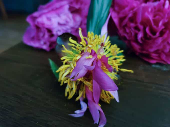 Stamens after the petals are removed.
