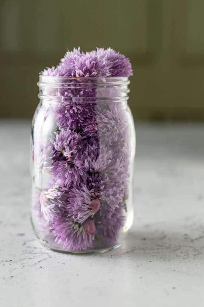 Quart jar full of chive blossoms.