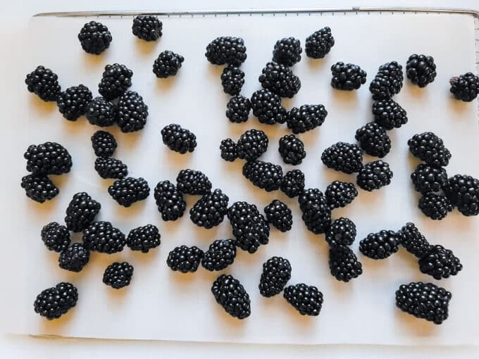Blackberries arranged on dehydrator tray.