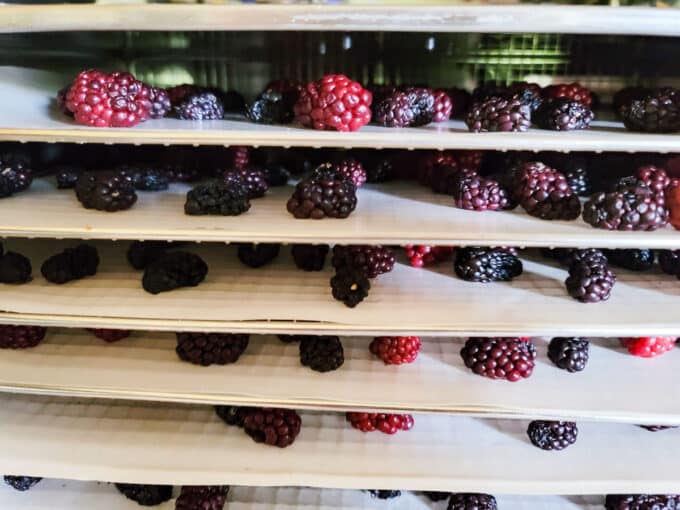 Dehydrator trays arranged in dehydrator.