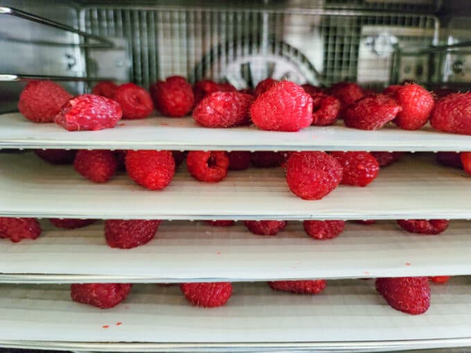 Racks filled with berries in dehydrator.