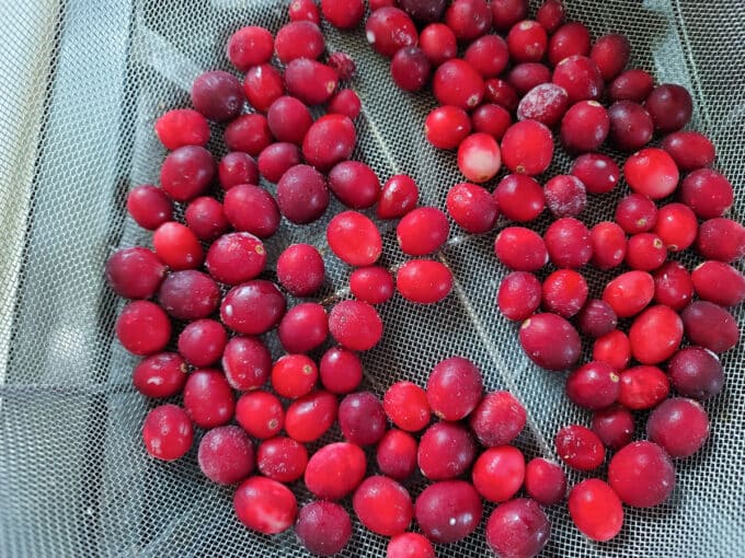 Washed cranberries in colander.