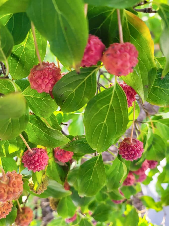 Kousa dogwood fruit hanging on tree.