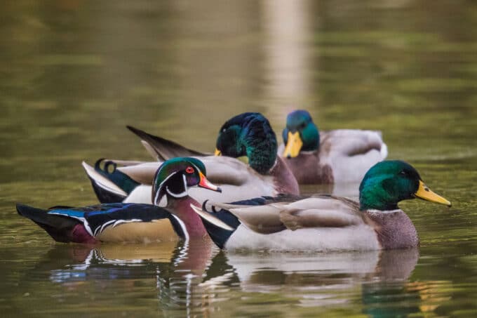 Mallard and wood duck drakes on the water.