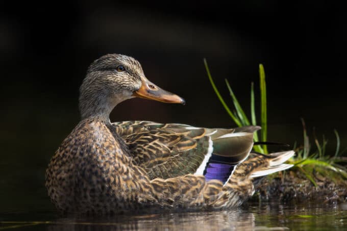 Mallard hen on the water.