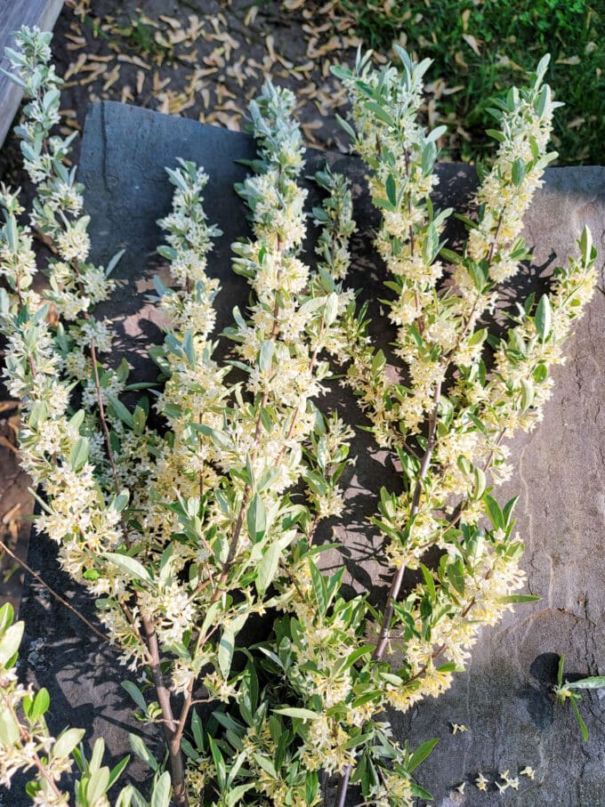 Autumn Olive branch on a slate table.