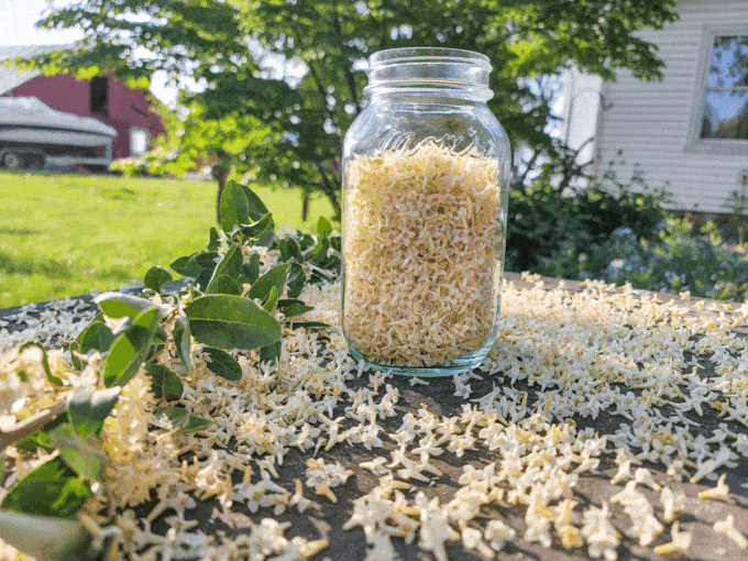Flowers in a quart jar on a table outside. 