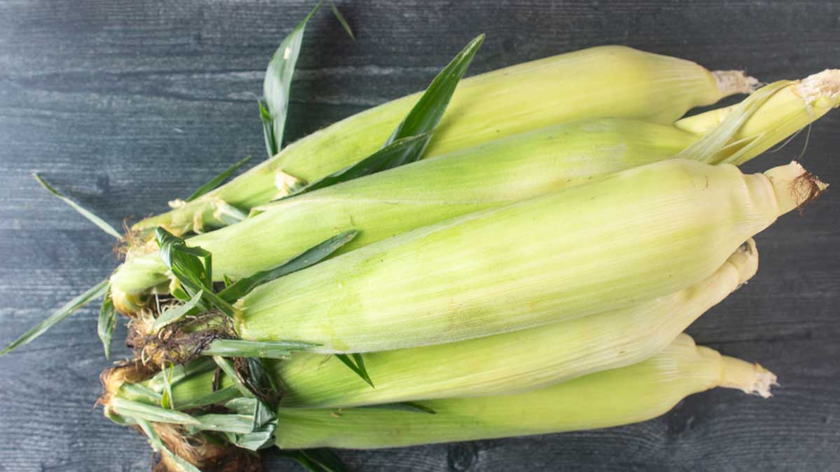 Pile of corn on a black background