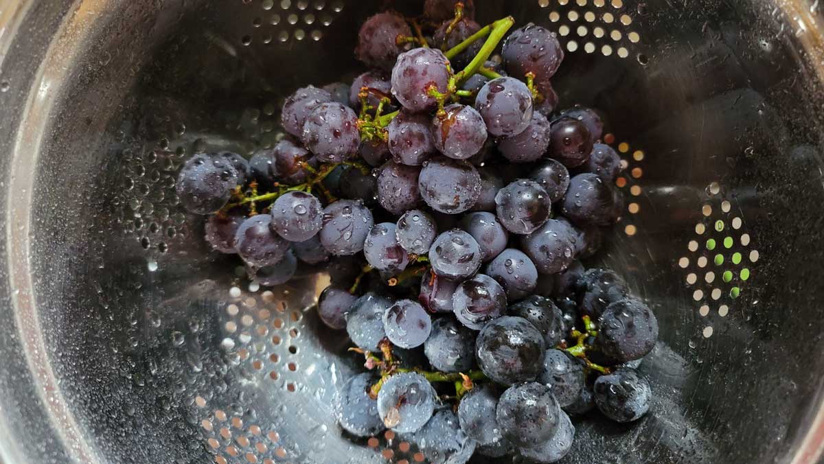 Washing fresh grapes in a colander.