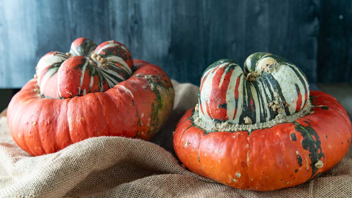 Fresh turban squash on burlap.