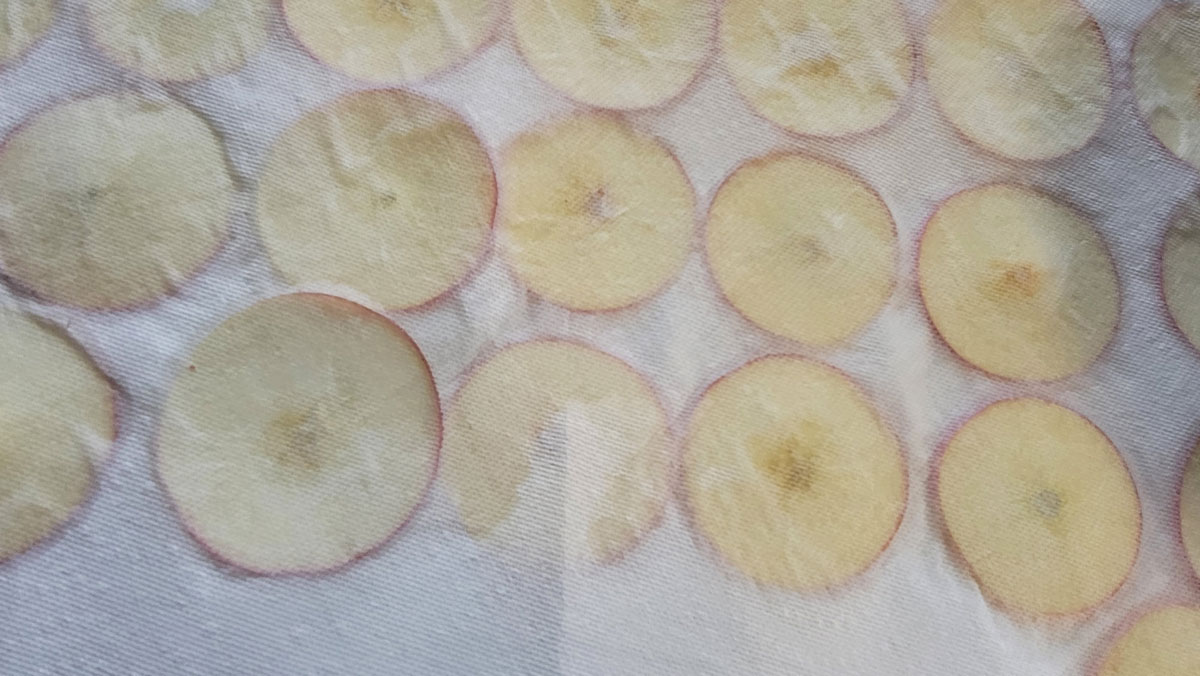 Apples topped with more paper towel to dry.