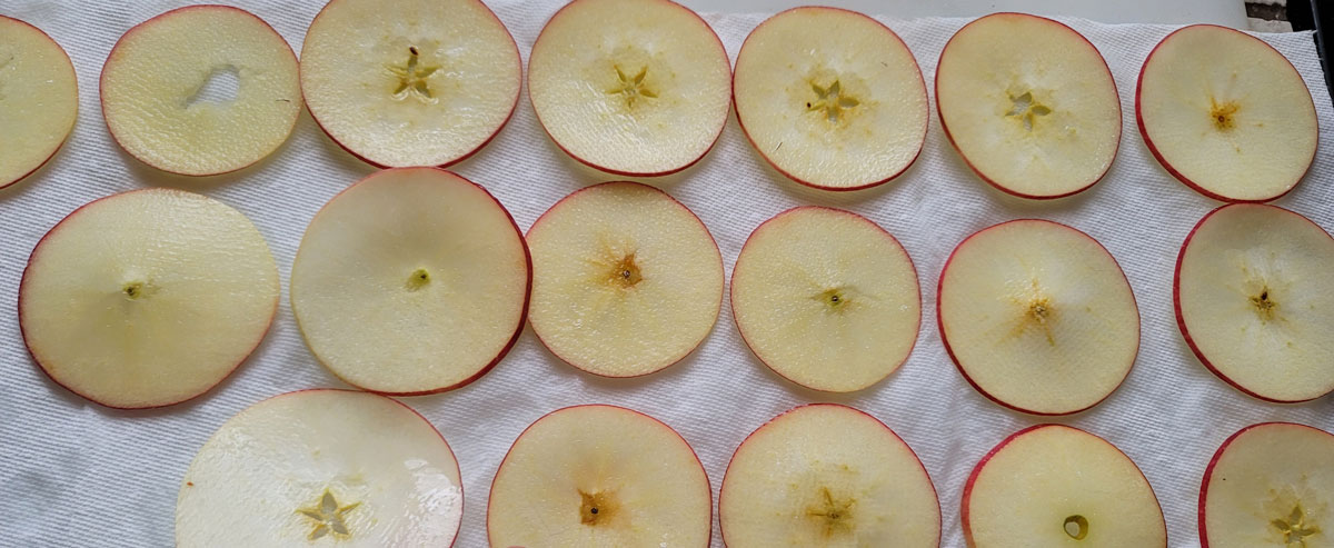 Apple slices lined up on layers on paper towel.