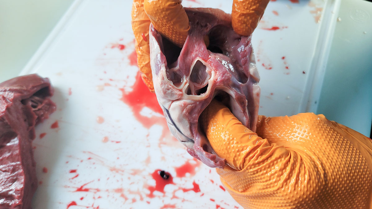 Heart muscle after it has been rinsed.
